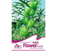 AGROBITS Empaquetado original de 10 fruticosos Nailhead fruta de pepita Physorpus Flowe A074