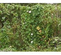 AGROBITS Lote de 25 Graines de liseron des haies (sepium) (BIO)