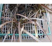 AGROBITS pyramidatum - Hierba de San Juan Grande - 100 Fresh Ver