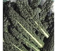 AGROBITS Reyes-berro o la Tierra - 1500 Ver