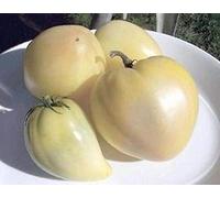 AGROBITS TOMATE Oxheart - CORAZÃ“N DE BULL (15 SEE) VARIY SERBIA