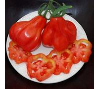 AGROBITS TOMATE TLACOLULA (15 SEE) HERENCIA, variy muy fértil!