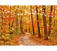 AIIKES 7x5FT Fondo del Bosque de Otoño Fotografía de Fondo de Otoño Fiesta del Festival de Otoño Decoración Pancarta Paisaje Natural de Otoño Accesorios del Estudio XY89