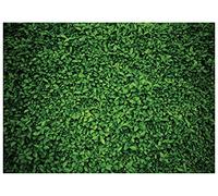 AIIKES Telón de fondo verde de hojas verdes de 8 x 6 pies, telón de fondo de fotografía de hojas verdes, fiesta de cumpleaños, decoración de pared, fondo de recién nacido, baby shower, fotógrafo