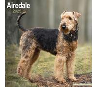 Airedale 2025 Square Wall Calendar | Dog Breed Calendar