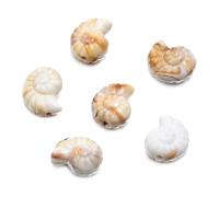 Airssory 100 cuentas acrílicas con forma de concha de caracola, cuentas espaciadoras de animales marinos del océano para manualidades, joyas, pulseras, collares, aretes, manualidades, bolsa, llavero