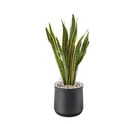 AIRY Sistema M (2303-603) • Purificador de aire natural • Filtra contaminantes, alérgenos y olores • Airy Pot M (antracita) incluye gran cáñamo arco y sustrato de 6 litros • Fabricado en Alemania.