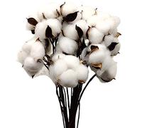 Aisamco 30 Piezas Bolas de algodón secas de Selecciones de Rama de algodón Blanco con Palo Perfecto para Regalo en el hogar Decoraciones de Estilo de Granja