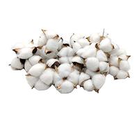 Aisamco Algodón 30 Piezas Bolas de algodón secas de Color Natural Selecciones de Rama de algodón Blanco Coronas Regalos artesanales para el hogar Decoraciones de Estilo Granja