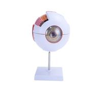 AISITESY Modelo anatómico de globo ocular ampliado 6X para estudios en el aula de ciencia, pantalla educación médica, con soporte extraíble