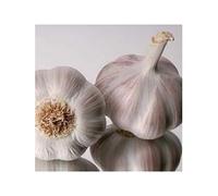 Ajo de siembra seleccionado morado 500gr, listos para usar