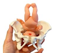 Ajustable Mini Femenina de la Pelvis y Modelo de Bebé, Modelo de Parto Femenino, Modelo de Pelvis, Herramienta de Enseñanza para Obstetricia y Ginecología