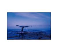 AKDJGFP Fondo de Acuario Adhesivo de Fondo for Acuario, póster de Delfines, decoración de pecera, Papel Tapiz Autoadhesivo(50x80cm)