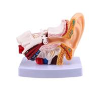 Akfldms Modelo de Anatomía del Oído Humano, Estructura del Oído, Auditivo, Exhibición Didáctica de Otorrinolaringología, Modelo de Oreja Grande.