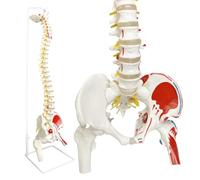 Akfldms Modelo de Columna para Anatomía, Arterias, Columna Lumbar, Cintura Pélvica y Fémur con Soporte para Estudio Científico o Educación del Paciente