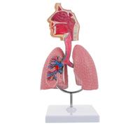 Akfldms Modelo del Respiratorio Humano, Modelo Anatómico de la Cavidad Nasal, Garganta y Pulmón, Herramienta Didáctica.