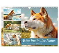 Akita Inu in der Natur. Japans edle und sanfte Schönheit (Wandkalender 2026 DIN A4 quer), CALVENDO Monatskalender: Der Akita Inu in all seiner Ruhe, Kraft und Schönheit