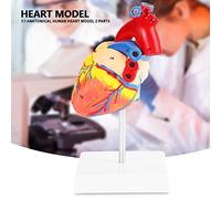 Akozon Modelo Anatómico de Corazón Humano de Tamaño con la Base - 1: 1 Modelo Cardíaco Médico para el Estudio Anatómico y la Educación del Paciente - 2 Partes, Material de PVC