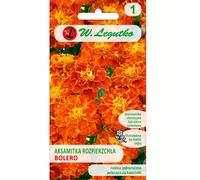 Aksamitka dispersa Bolero caoba y miel 1 g