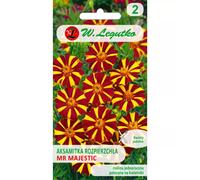 Aksamitka dispersa Mr Majestic caoba-marrón 0,30 g