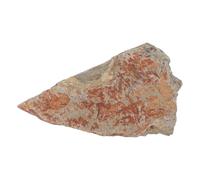Alasum Fósil de Helecho, Ejemplar de Helecho Antiguo, Piedra, Decoración de Hojas Prehistóricas, Colección de Ejemplares Botánicos, para Museos de Historia Natural y Aficionados