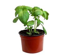 Albahaca Planta Natural Albahaca Fresca Albahaca Italiana Hoja Ancha o Albahaca Salsera para Cocinar Albahaca Pesto