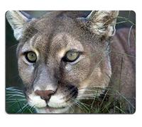 Alfombrilla De Escritorio, Puma Concolor Recostado En La Hierba Acechando A Su Presa Alfombrilla De Ratón Antideslizante Alfombrilla Gaming Multifuncional Alfombrilla Ratón 25X30Cm