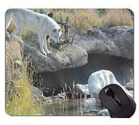 Alfombrilla de goma antideslizante para juegos, Alfombrilla de ratón Wolf Animal Wildlife Office