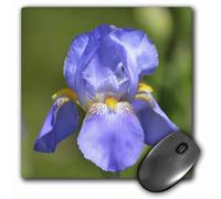 Alfombrilla de rat n 3dRose LLC de 8 x 8 x 0,25 pulgadas, Bonita flor de iris primaveral (mp_54453_1)