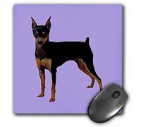 Alfombrilla de rat n 3dRose LLC de 8 x 8 x 0,25 pulgadas, dise o de pinscher miniatura (mp_591_1)