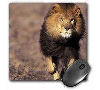 Alfombrilla de rat n Stuart Westmorland, le n africano macho, 8 x 8 x 0,25 cm, 3dRose LLC (mp_84673_1)