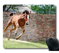 Alfombrilla de ráton del Caballo, Campo Ascendente cercano del Animal, Estera del ratón del Caballo
