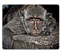 Alfombrilla de ratón Juego Alfombrilla de ratón Alfombrilla de ratón de Goma Natural Retrato de Primer Plano de un Mono Lindo acostado Boca Abajo sobre una Piedra Mirando M0A02532