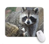 Alfombrilla De Ratón Oso Mapache País Lindo Máscara Travesura Naturaleza Bribones Sur Antideslizante Mouse Pad Cómoda Alfombrilla Raton, Para Oficina, Ordenador, 25 x 30cm