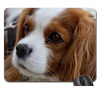 Alfombrilla De Ratón, Perro Cavalier King Charles Spaniel Gracioso Mascota Animal6 Alfombrilla Gaming Antideslizante Tapete De Juego Professional Mouse Pad para Jugadore Laptop 25X30Cm