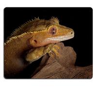 Alfombrilla De Ratón, Una Hembra De Gecko Crestado Mira Fijamente sobre Un Acantilado Irregular por La Noche Alfombrilla De Escritorio Alfombrilla Gaming Antideslizante Gaming Mouse Pad 25X30Cm