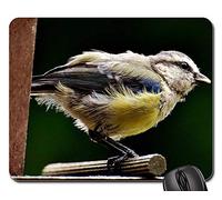 Alfombrilla Gaming, Teta Alimento Alimentar Pájaro Naturaleza Jardín Animal Gaming Mouse Pad Antideslizante Alfombrilla Ratón Portátil Alfombrilla De Ratón para Oficina Jugadore 25X30Cm