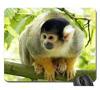 Alfombrilla Raton, Mono Animal Salvaje Zoológico Mirada Tití Monky Alfombrilla De Ratón Antideslizante Mouse Pad Bordes Cosidos Tapete De Juego para Laptop Oficina 25X30Cm
