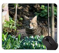 Alfombrillas de ratón, Alfombrilla de ratón británica de pelo corto para mascotas, gato británico de pelo corto, alfombrilla de ratón original para gatos, alfombrilla de ratón con borde cosido