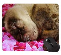 Alfombrillas de ratón, Alfombrilla de ratón Exotic Shorthair Cat Gaming, Alfombrilla de ratón británica de Pelo Corto con Borde Cosido