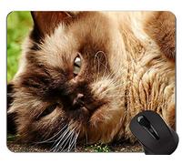 Alfombrillas de ratón, Alfombrillas de ratón American Shorthair Cat personalizadas, Alfombrilla de ratón British Shorthair con borde cosido