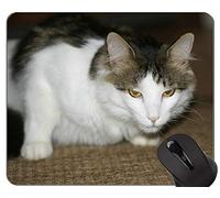 Alfombrillas de ratón, Alfombrillas de ratón Gris Joven de Gato británico de Pelo Corto Personalizadas, Alfombrilla de ratón con Borde Cosido
