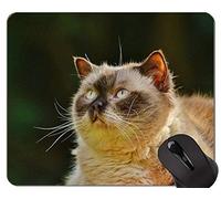 Alfombrillas de ratón, British Shorthair Cat Young Gray Gaming Alfombrilla de ratón personalizada, British Shorthair Alfombrilla de ratón con borde cosido