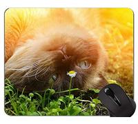 Alfombrillas de ratón, Britt British Shorthair Cat Pets Animales Alfombrilla de ratón con Borde de Bloqueo, Alfombrilla de Gato con Borde Cosido