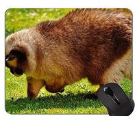 Alfombrillas de ratón, Britt British Shorthair Cat Pets Animales Gaming Mouse Pad, British Shorthair Mouse Pad con puntada cosida