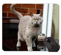 Alfombrillas de ratón, Exotic Shorthair Cat Persian Cat Gaming Mouse Pad, Alfombrilla de ratón británica con Borde Cosido