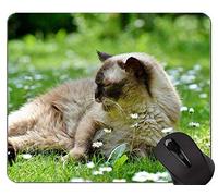 Alfombrillas de ratón, Exotic Shorthair Cat Persian Cat Gaming Mouse Pad Custom, Alfombrilla de ratón Cat con Borde Cosido