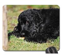 Alfombrillas de ratón para Juegos, Alfombrilla de ratón, Cocker Spaniel Inglés Cocker Spaniel Coker Spaniel 1