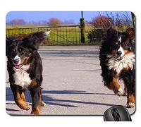 Alfombrillas de ratón para Juegos, Alfombrilla de ratón, Raza Bernese Mountain Dog Race Run Two Two Dogs Dogs
