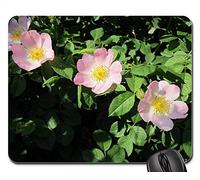 Alfombrillas de ratón para Juegos, Alfombrilla de ratón, Rosa Canina Dog-Rose Wildflower Shflower Flora Botánica